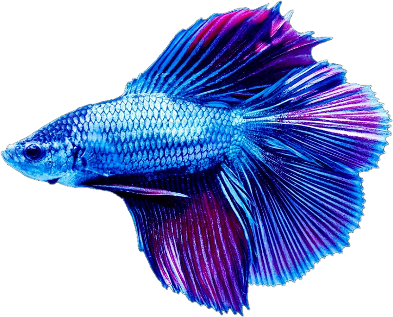#fish #beta #blue - Siamese Fighting Fish Clipart (1024x804), Png Download