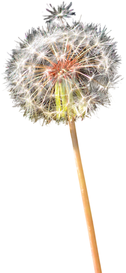 Colored Dandelion Png Clipart - Portable Network Graphics Transparent Png (794x1005), Png Download