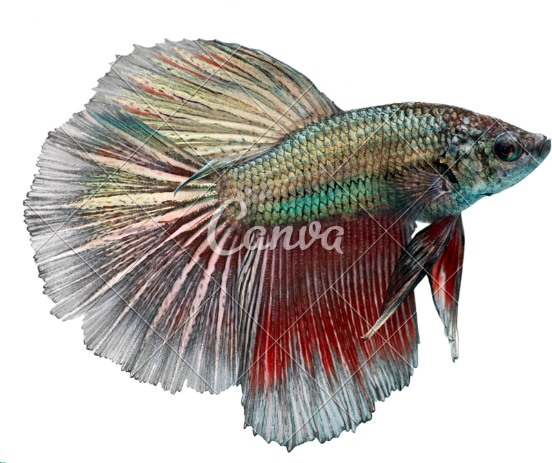 Betta Splendens Photos - Fish Long Fins Clipart (800x671), Png Download