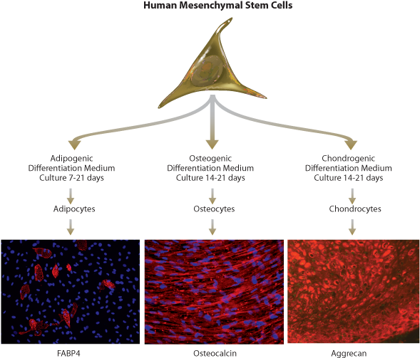 Human Mscs Are Cultured And Expanded In Stemxvivo Human/mouse - Osteogenic Cells Clipart (600x521), Png Download