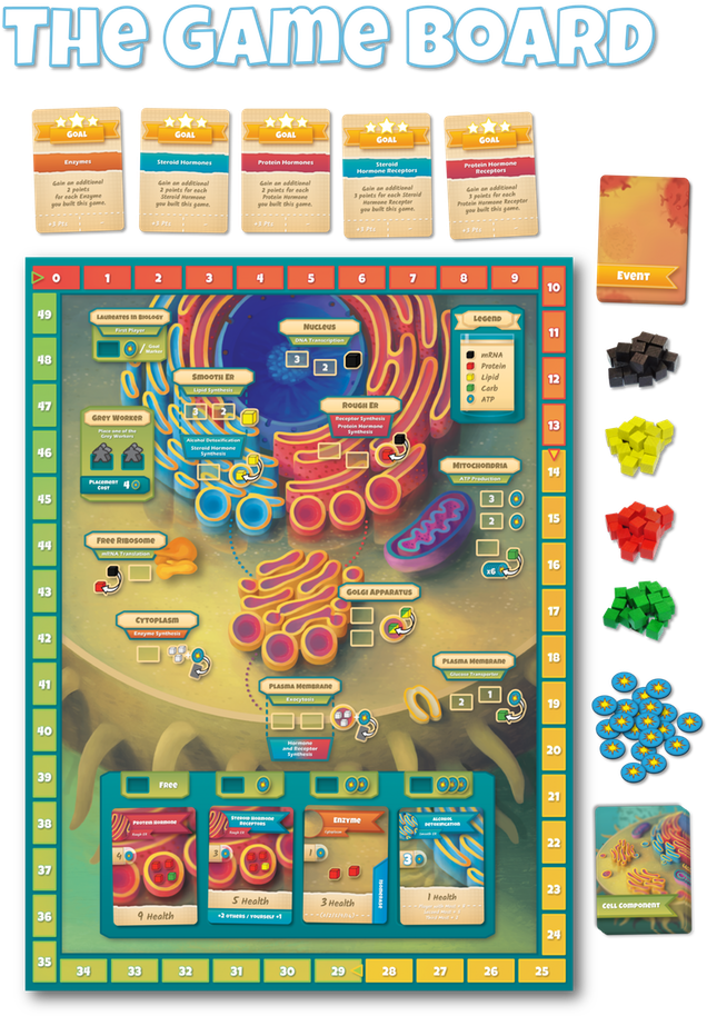 A Board Game Taking Place Inside A Human Cell Players - Cytosis A Cell Biology Game Clipart (680x918), Png Download