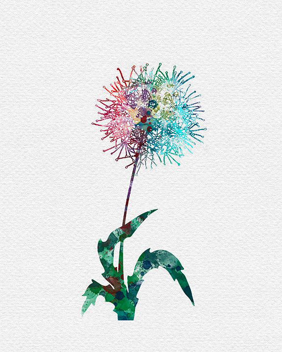 Clipart Transparent Stock Dandelions Drawing Watercolor - Cross-stitch - Png Download (576x720), Png Download