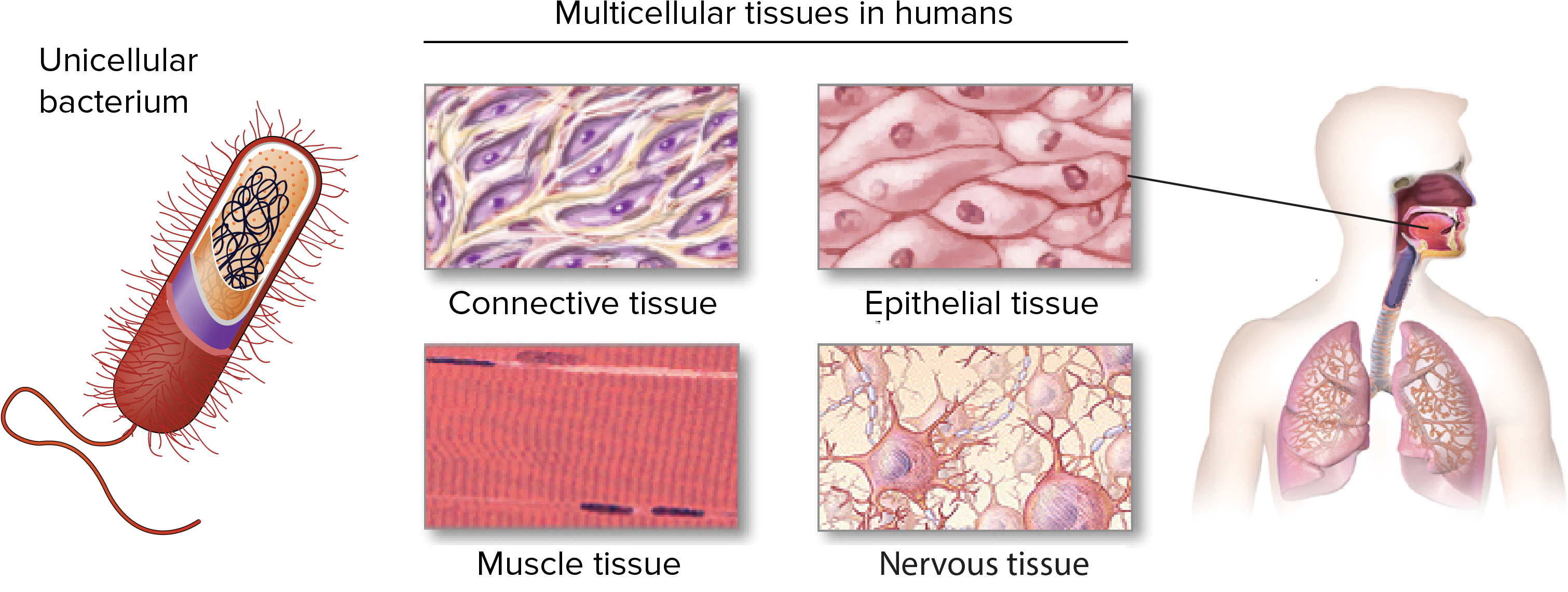 Unicellular Bacterium, With The Exterior Of The Cell - Tissues In Biology Clipart (3052x1171), Png Download