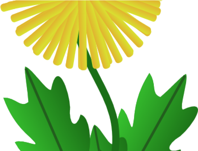 Dandelion Clipart March - Dandelion Clip Art - Png Download (640x480), Png Download