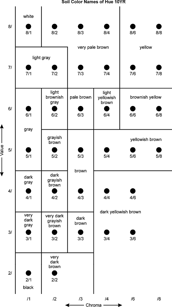 The Arrangement Of Color Chips According To Value And - Cow Dot To Dot Clipart (567x1009), Png Download