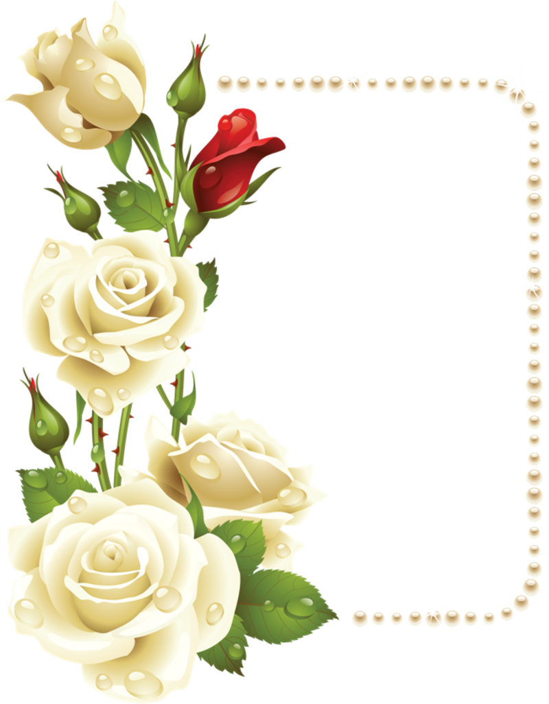 Paper Background, Frame Background, White Roses Background, - White Rose Border Clip Art - Png Download (800x1026), Png Download