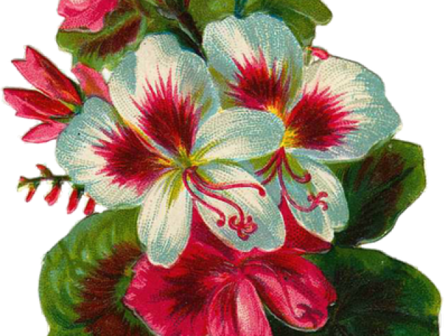 Vintage Flower Clipart Transparent Background - Free Vintage Flower Png (640x480), Png Download