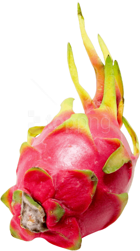 Free Png Pitapitaya Or Dragon Fruit Png Images Transparent - Dragonfruit Png Clipart (480x845), Png Download