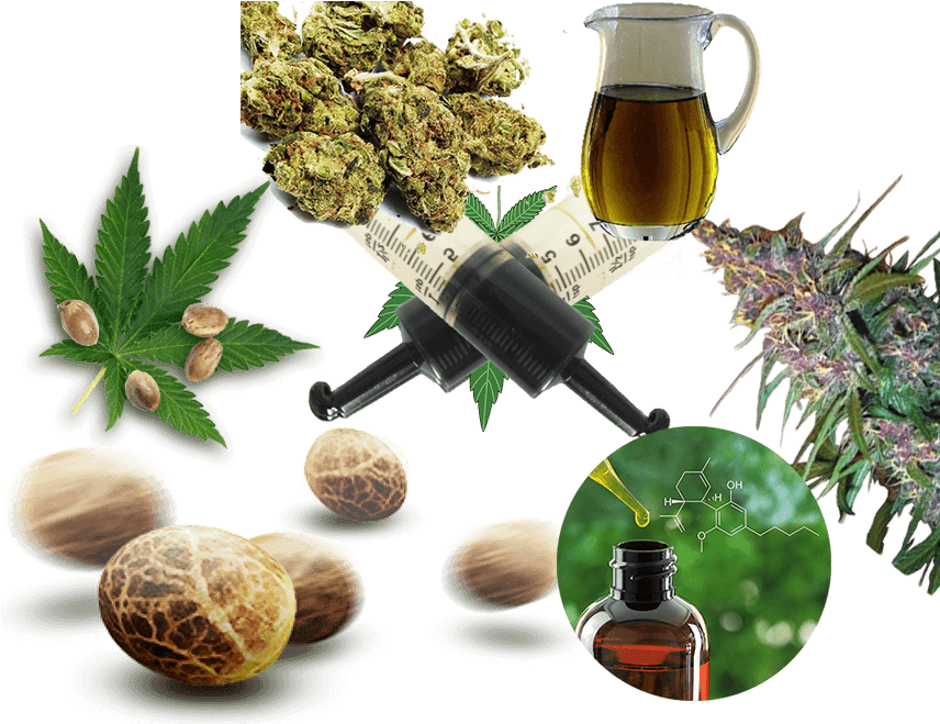 We Have Specialized In Various Weed Products And Strains - Chinese Herb Tea Clipart (855x683), Png Download