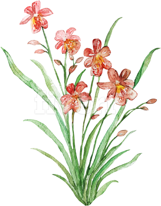 Blackberry Lily Clipart (680x962), Png Download