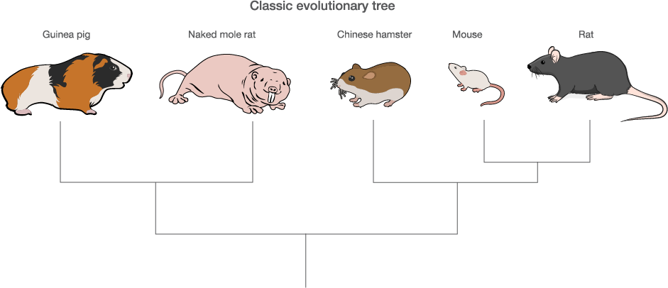 Naked And Unafraid A New Rodent Joins The Model Organism - Domestic Pig Clipart (941x406), Png Download