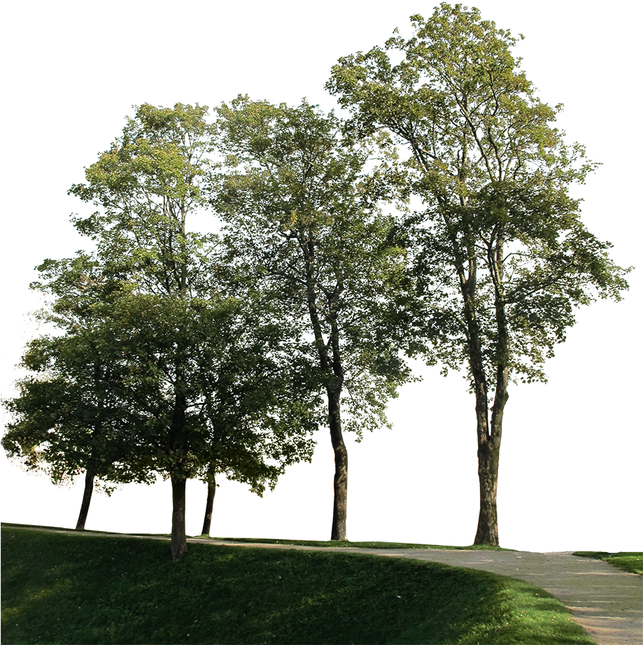 Big Trees Group Clipart (919x922), Png Download