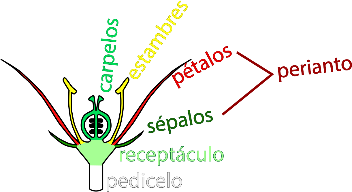 Diagram Of Angiosperm Floral Parts Svg - Parallel Clipart (1280x704), Png Download