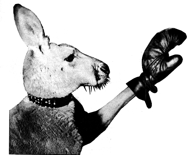 Aussie, - Canguro Con Guantes De Boxeo Clipart (675x571), Png Download