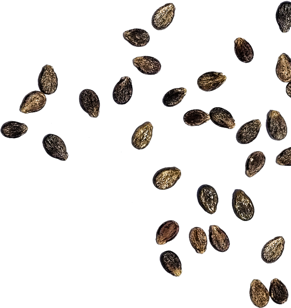 Satisfaction Guarantee - Seed Clipart (1024x1024), Png Download