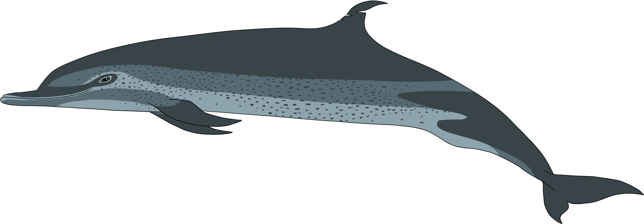 Download Transparent Png - Whale Clipart (2175x756), Png Download