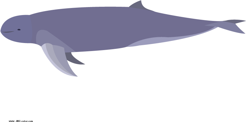 Color Clipart Dolphin - Irrawaddy Dolphin No Background - Png Download (822x567), Png Download
