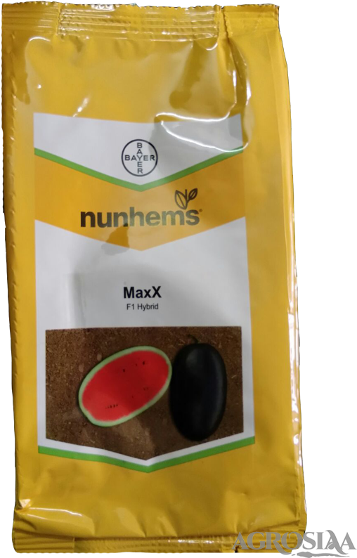 Nunhems - Bayer Watermelon Seeds Clipart (567x794), Png Download