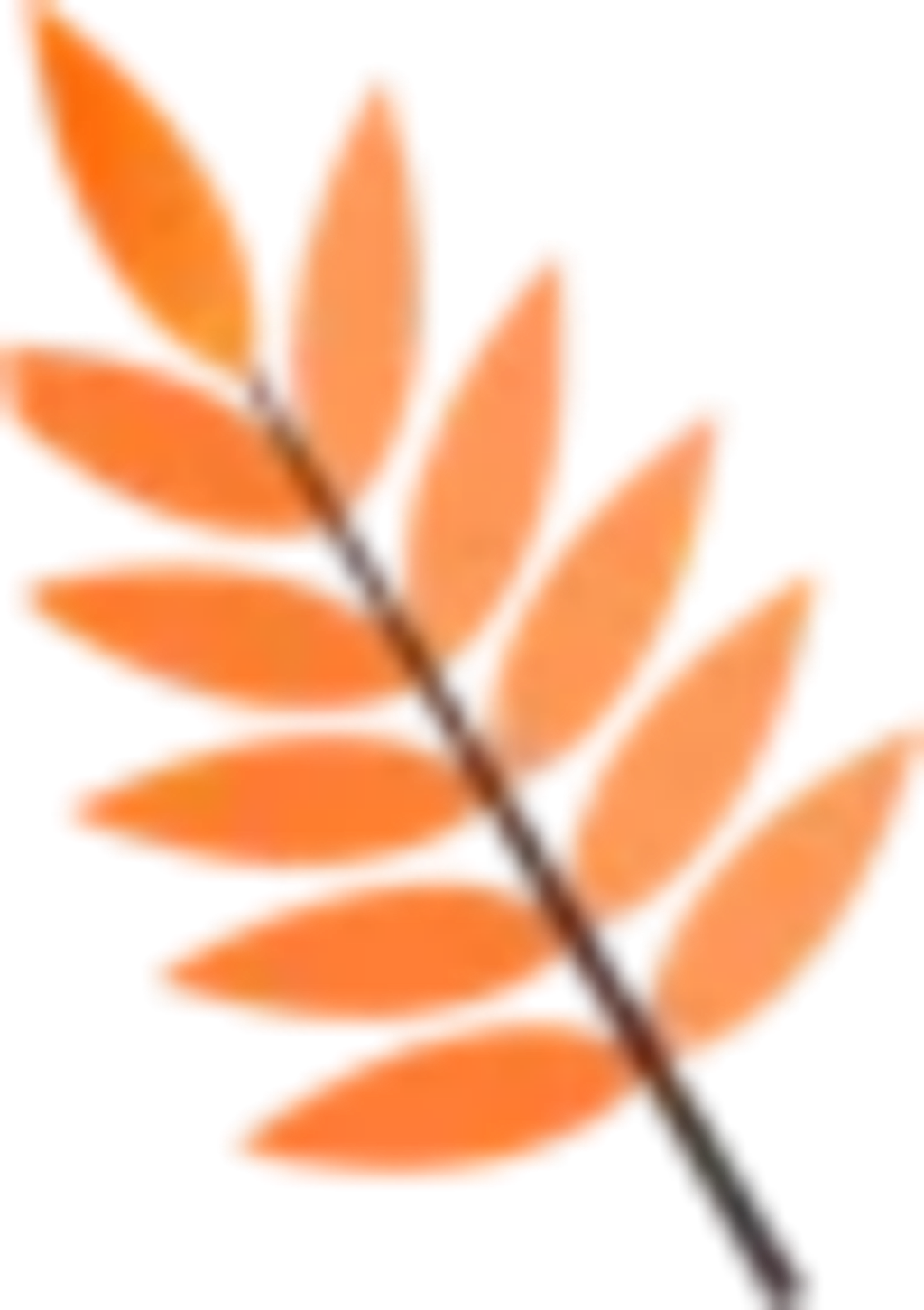#branch #leaves #fall #yellow #autumn #autumnleaves - Illustration Clipart (1024x1451), Png Download