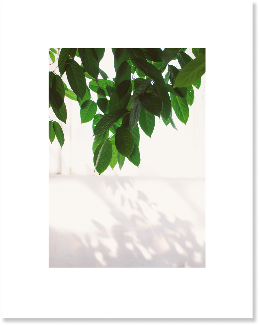 Gambel Oak Clipart (1000x1217), Png Download