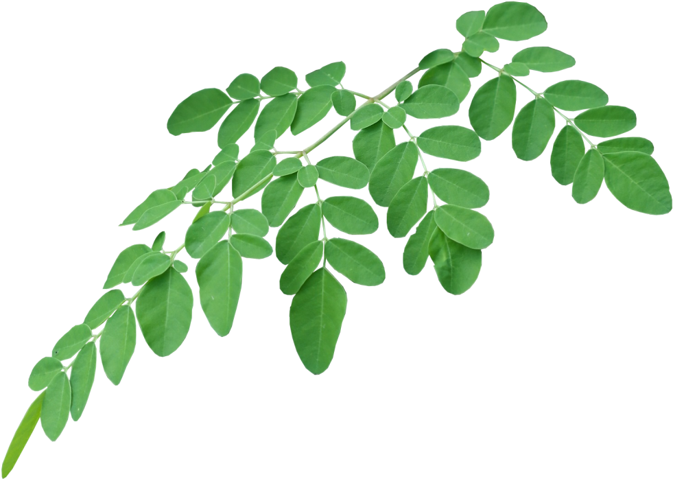 Ways To - Moringa Oil Leaf Transparent Clipart (1024x713), Png Download