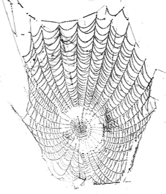 #telaraña #araña - Spider Web Clipart (548x638), Png Download