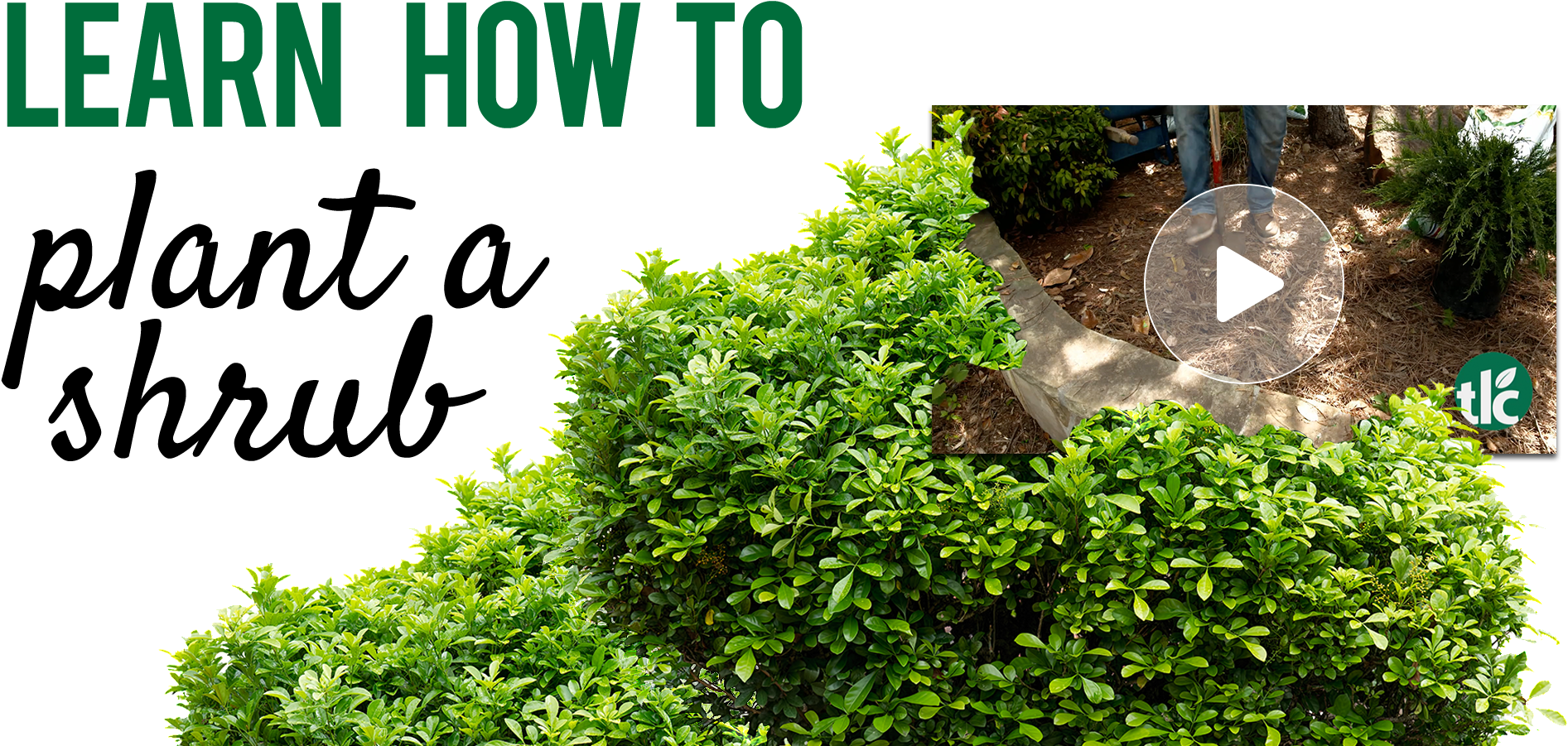 How To Plant A Shrub - Color Clipart (1893x901), Png Download