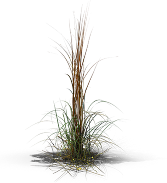 View In My Picture - Grass Clipart (600x600), Png Download