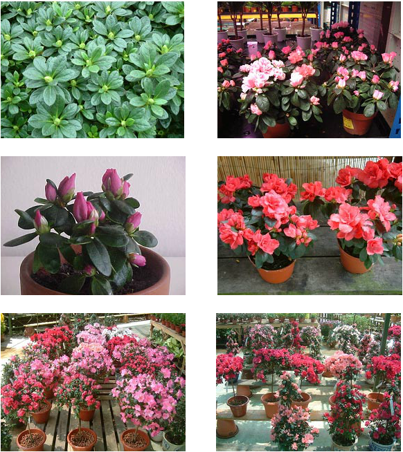 Picture - Desert Rose Clipart (582x654), Png Download