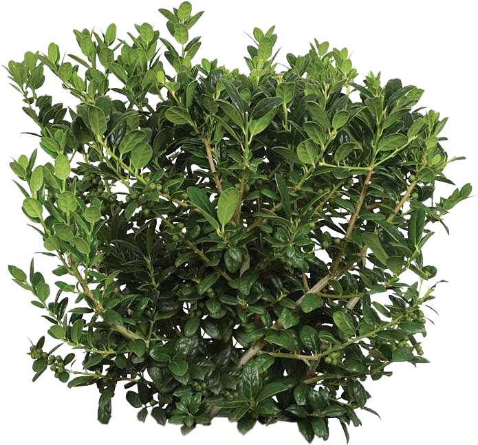 Dwarf Buford Holly - 3 Gallon Burford Holly Clipart (856x759), Png Download