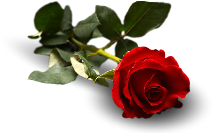 Rose Flower Leaf Floral Flora - Garden Roses Clipart (960x640), Png Download