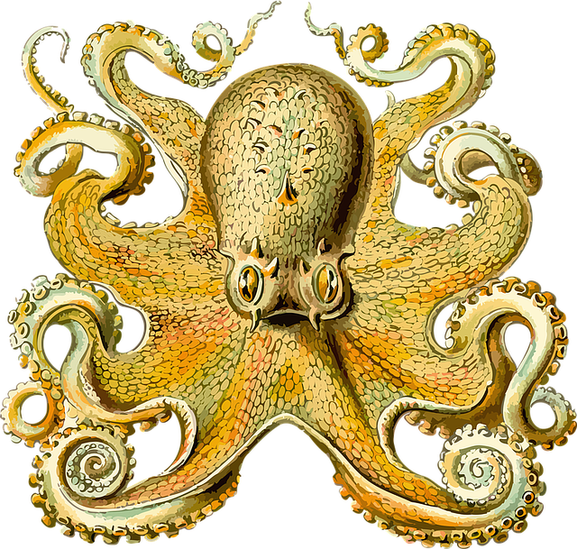 Zoologie, Tentacle, Octopus Drawing, Octopus Art, Octopus - Octopus Haeckel Clipart (640x609), Png Download