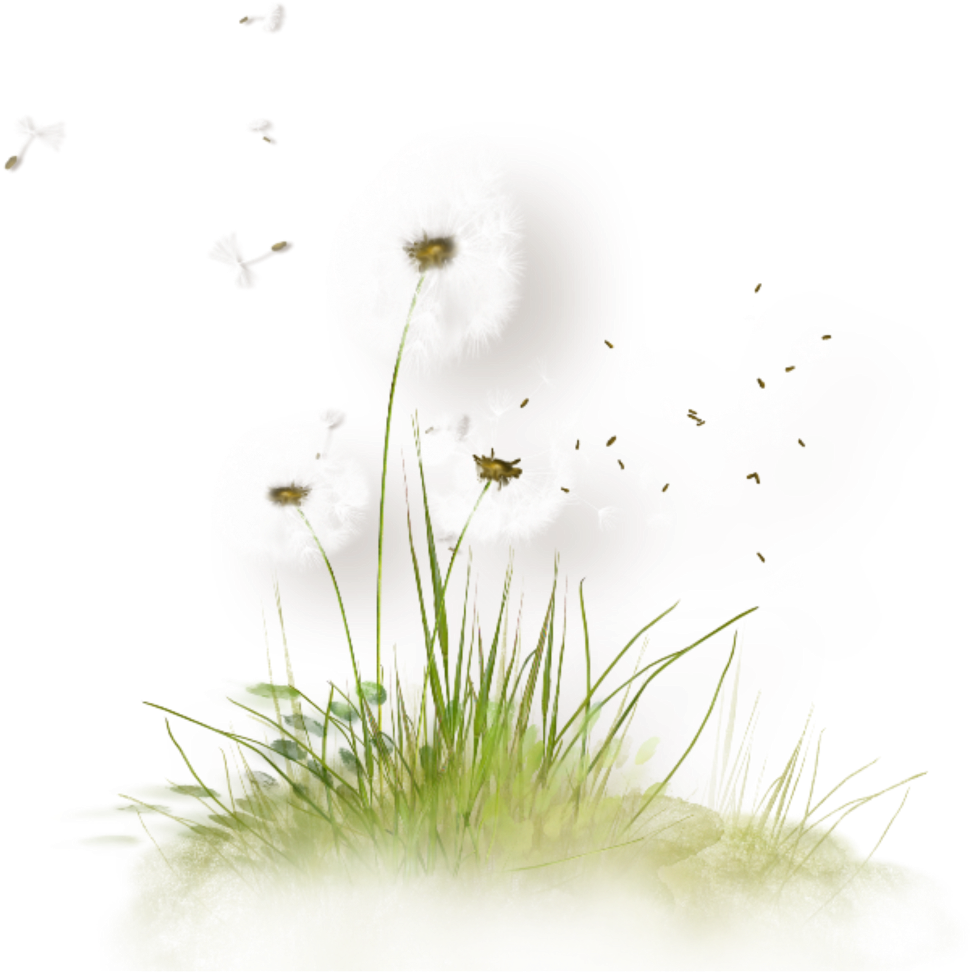 Blowing Dandelion Seeds - Png Herbe Et Fleurs Clipart (1024x1046), Png Download