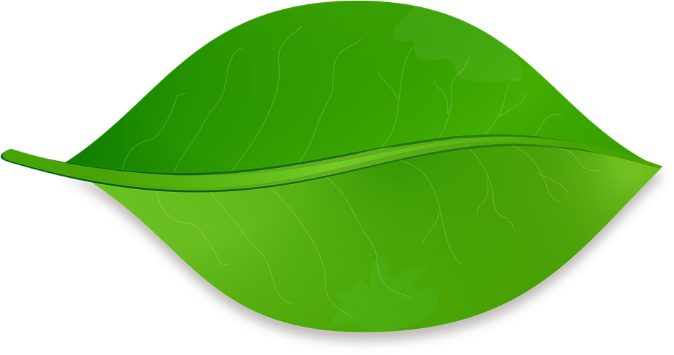 Png Folha - Illustration Clipart (960x504), Png Download