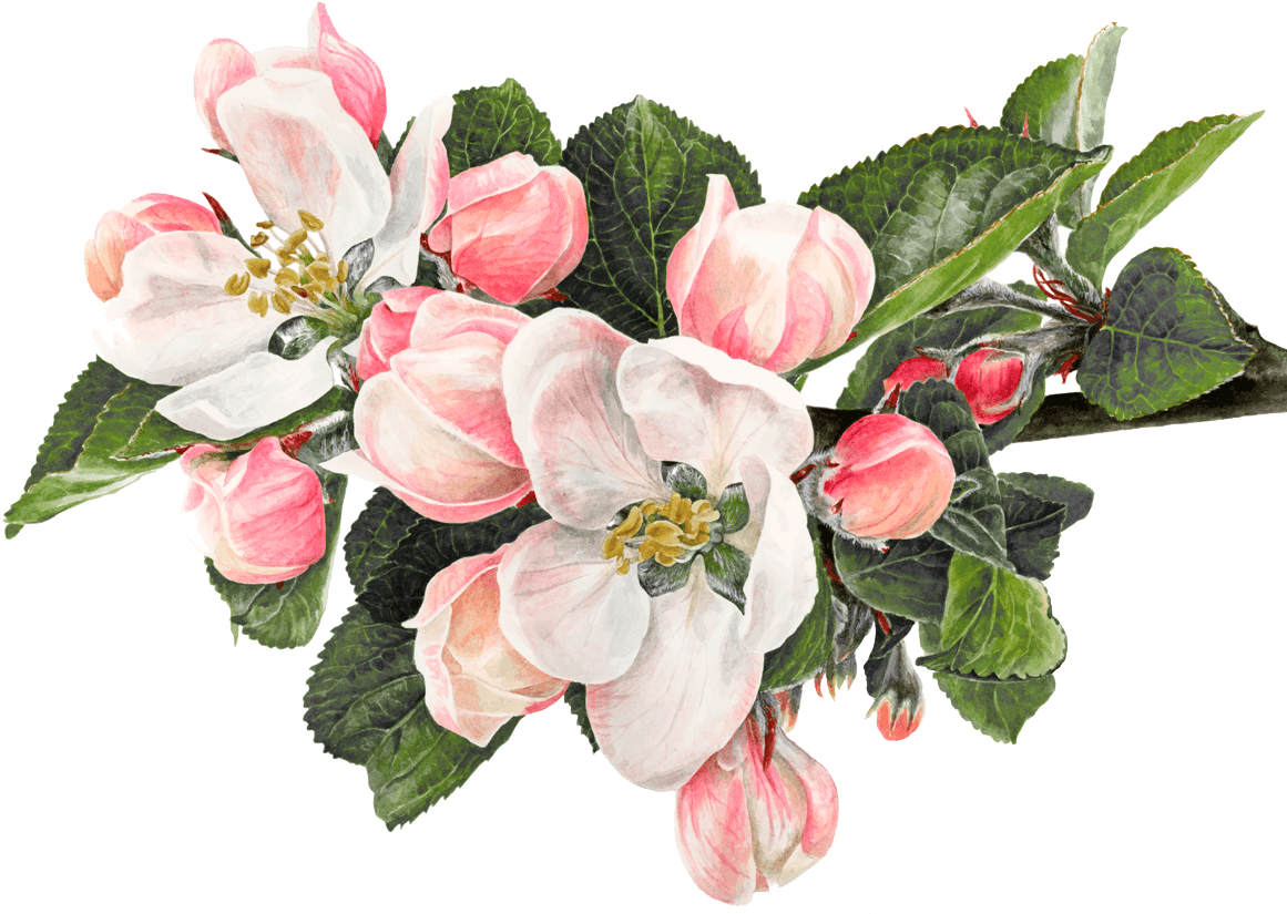 Watercolor Painting Fuchsia - Watercolour Apple Blossom Painting Clipart (1168x851), Png Download