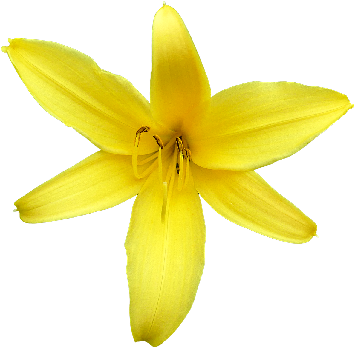Lily Blossom Flower Yellow - Giglio Fiore Png Clipart (1188x1167), Png Download