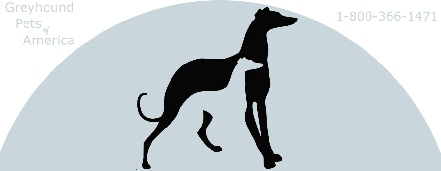 Greyhounds Make Great Pets - Greyhound Pets Of America Clipart (900x350), Png Download