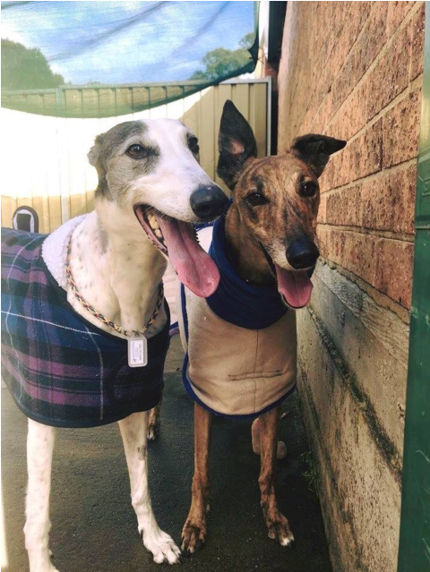 Donate To Petrescue - Whippet Clipart (638x638), Png Download