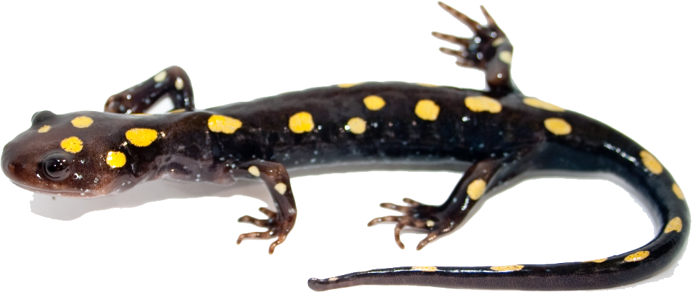 Salamander Png Image - Spotted Salamander Clipart (1024x387), Png Download