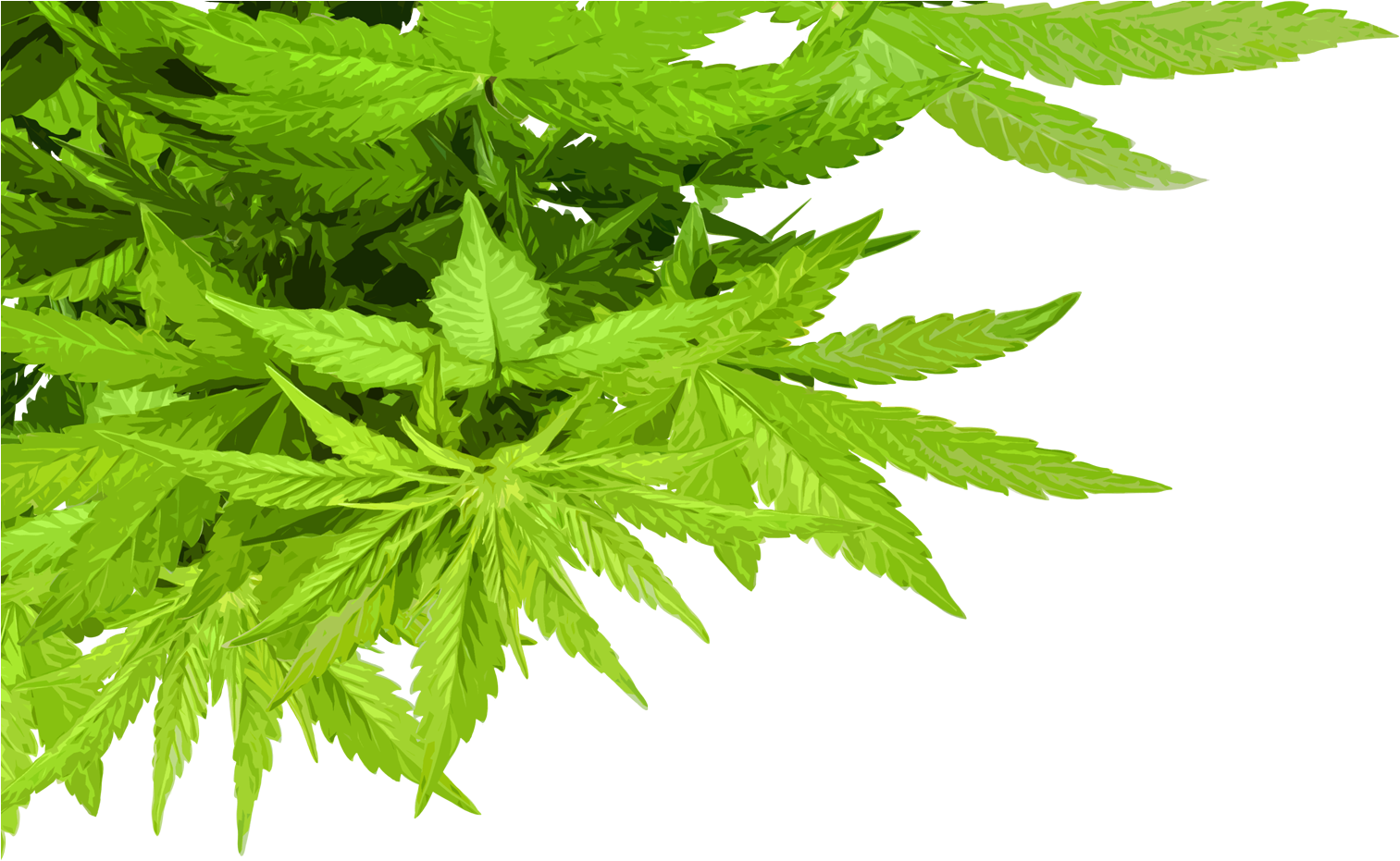 Free State Oils Cbd Products - Maść Z Konopi Indyjskiej Clipart (1549x942), Png Download