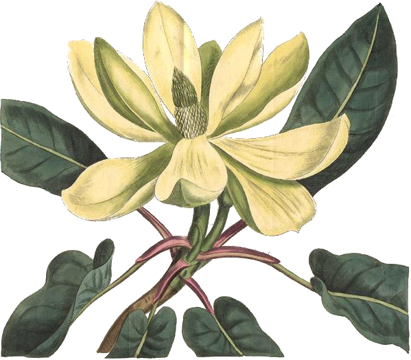 Magnolia Fraseri - Flora Illustrata Great Works From The Luesther T Mertz Clipart (599x524), Png Download