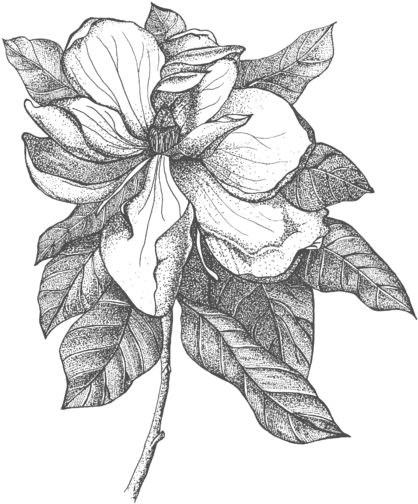 Click And Drag To Re-position The Image, If Desired - Magnolia Clipart (560x700), Png Download