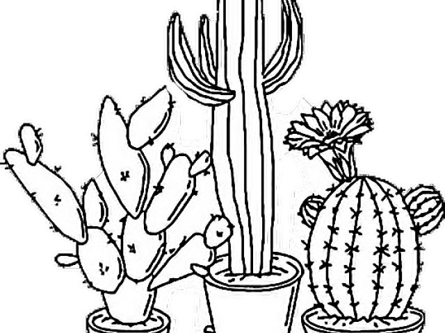 Aesthetic Clipart Plant - Cactus Drawing Transparent - Png Download (640x480), Png Download