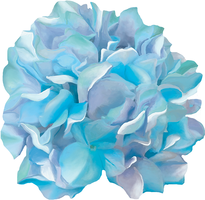 Hydrangea Transparent Watercolor - Artificial Flower Clipart (1200x1200), Png Download