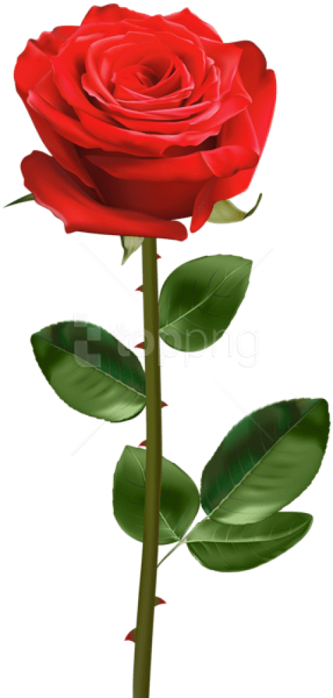 Download Red Rose With Stem Png Images Background - Red Rose With Stem Clipart (480x1004), Png Download