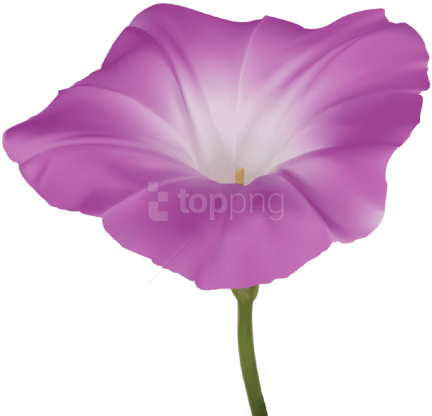 Download Pink Morning Glory Flower Png Images Background - 牵 牛 花 Clipart (850x819), Png Download