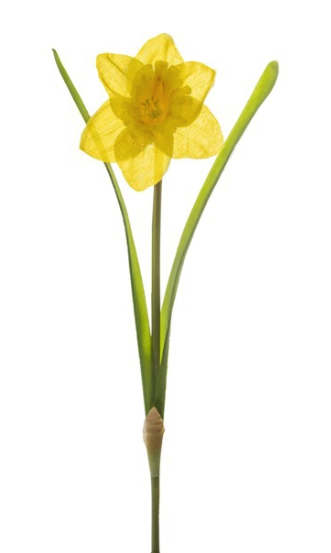 Narcissus Clipart (700x700), Png Download