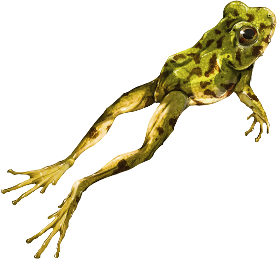 Rana Real Png - Ranas Png Clipart (614x550), Png Download