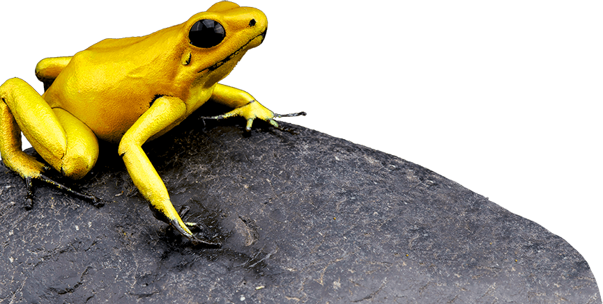 Rana Terribilis - Gold Poison Dart Frog Clipart (865x437), Png Download