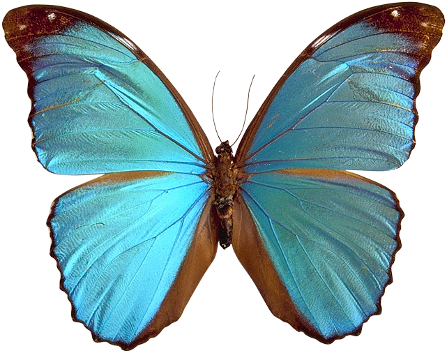 Mariposas Para Decoupage - Blue Morpho Butterfly Clipart - Png Download (641x506), Png Download